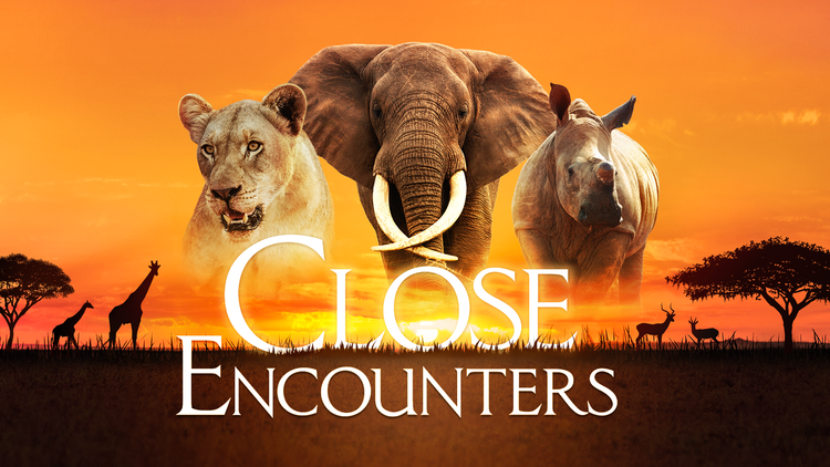 Happy to share that we are working on a new CLOSE ENCOUNTERS experience with Director Telmo dos Reis @vrcapture_sa ! Stay tuned for more updates! #VR #wildanimals