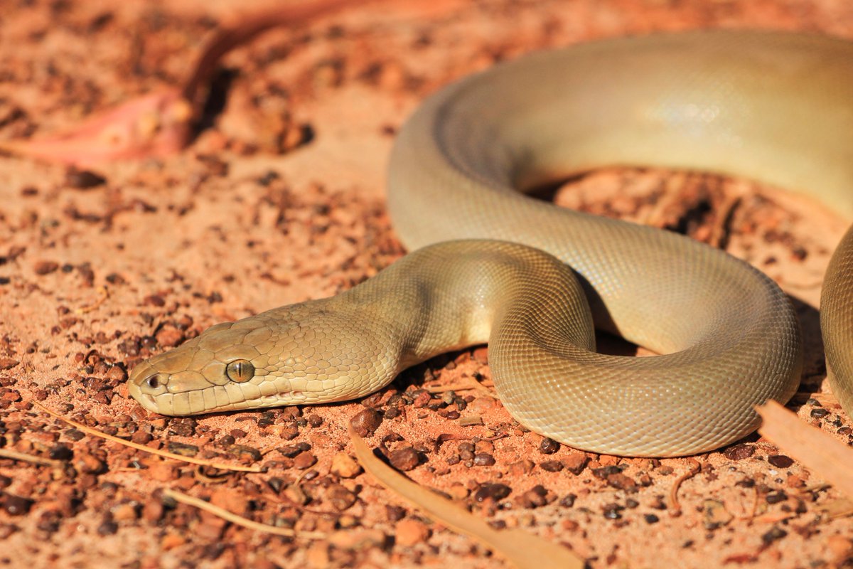 Reptiles and #eDNA don't often mix, but @mahsan64 and partners have shown that the elusive Pilbara Olive Python can be detected from rock pools using eDNA. Excellent collaboration between @Curtin_TrEnD, @eDNAfrontiers, consultants and industry #eDGES frontiersin.org/articles/10.33…