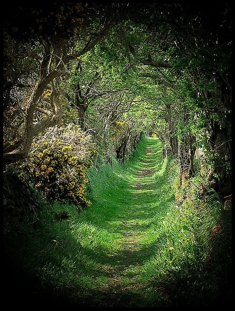 Ancient Road, Ballynoe, Co Down, Ireland #AncientRoad #Ballynoe #CoDown #Ireland avabryan.com