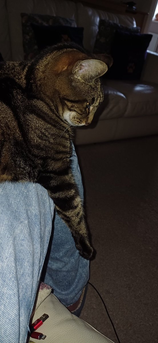 Dr Neil A Mallett tweet media