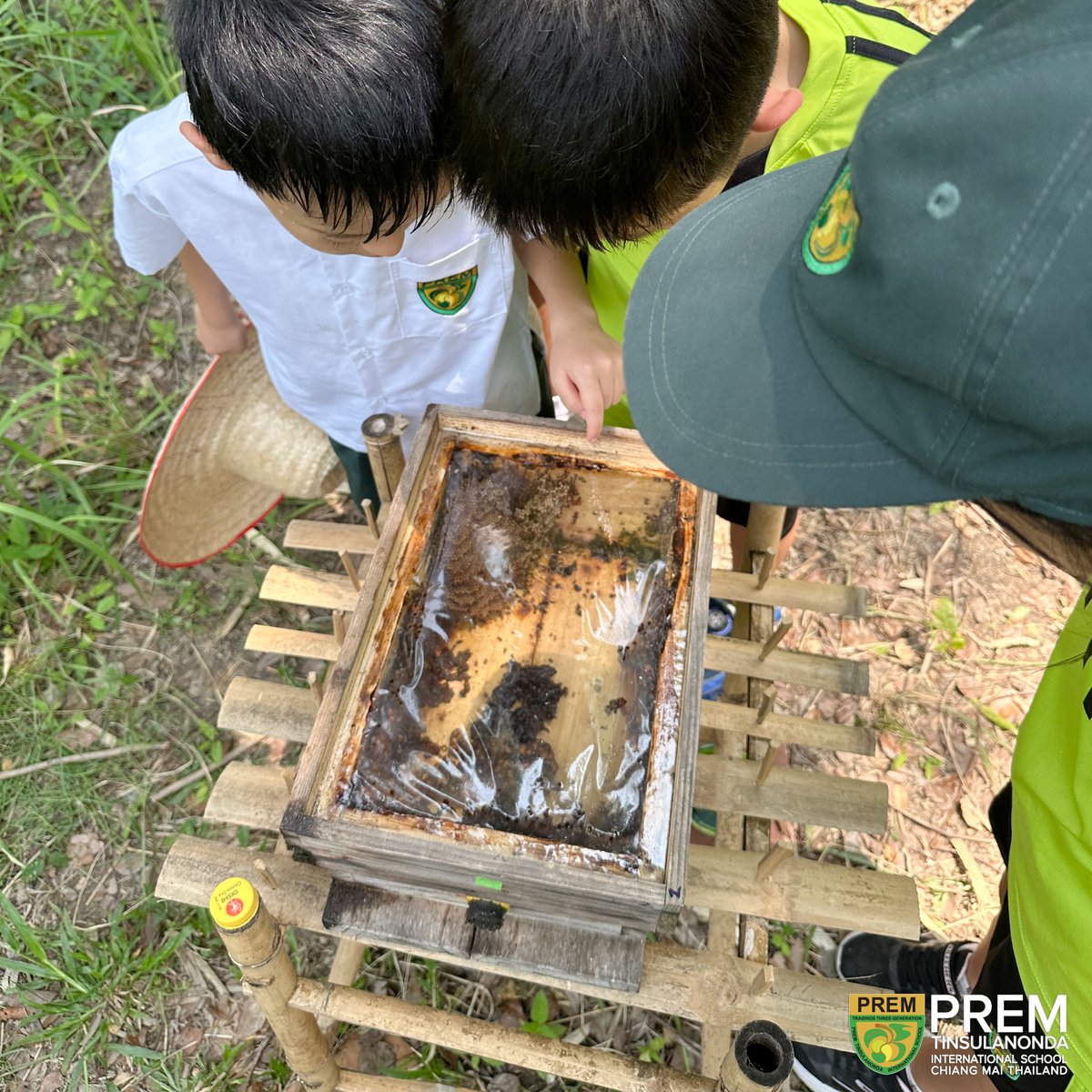 PTISschool's tweet photo. 🐝 Buzzing update! Stingless bees thrive at Three Generation Farm thanks to UrbanBee Project #99hives. IEP students support their new homes. Follow @prem.beeproject for more! #SaveTheBees

#IEPstudent  #Preminternationalschool #Internationalschool #InternationalSchoolThailand https://t.co/ChBCVEH54t