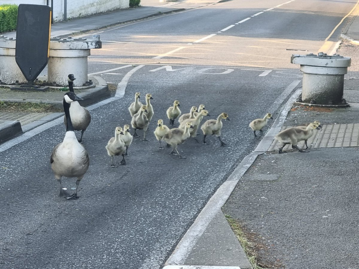 nissesmor's tweet photo. Look at these beauties crossing Marlow Bridge (I took these photos last Saturday on my way to rowing at 6.20am). The driver of the car very kindly gave up their right of way to let this family cross safely 😉😉 
#Springwatch https://t.co/3xWZvISpsJ