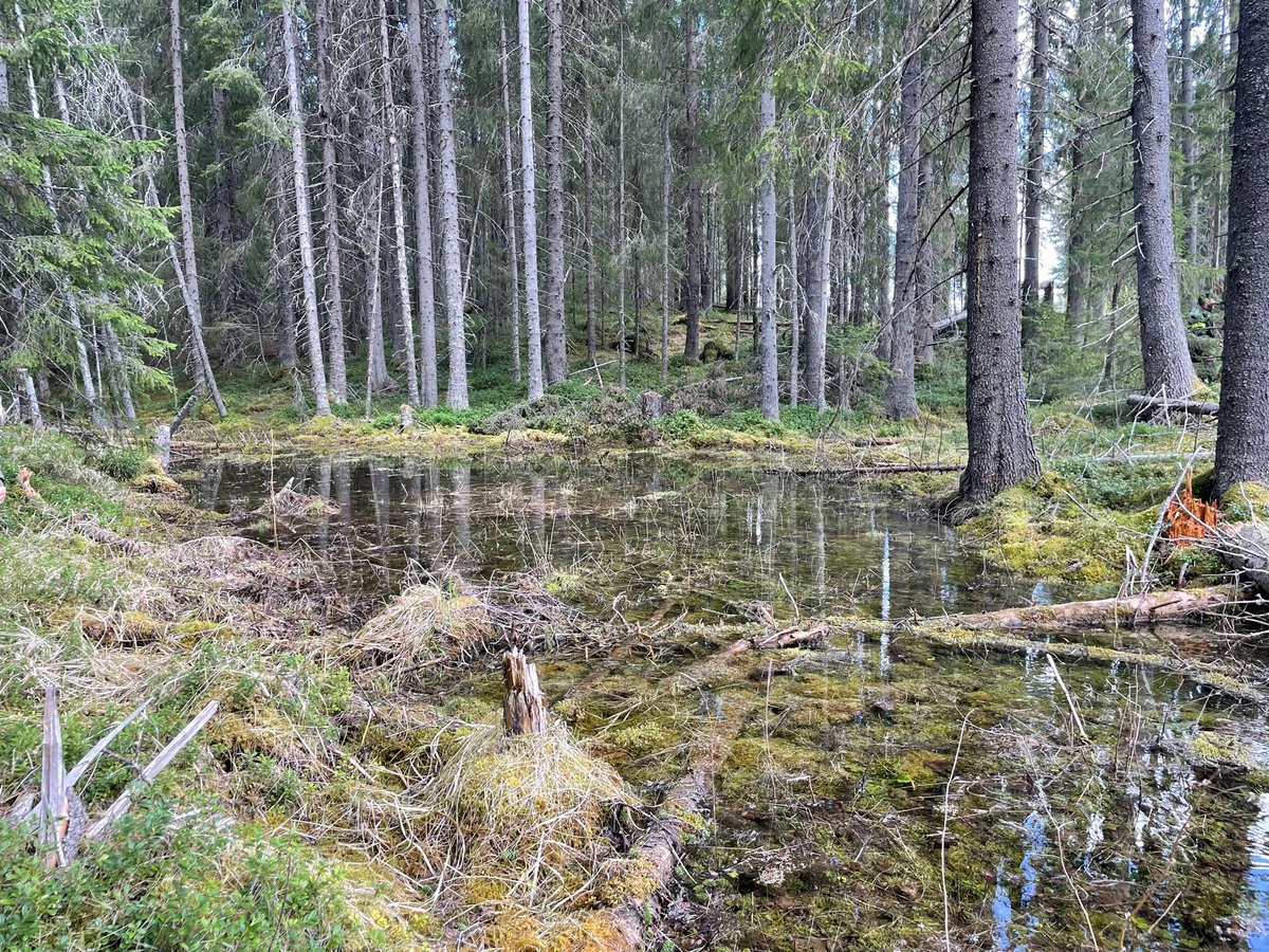 Join an interdisciplinary team trying to address complicated #forestmanagement questions in Sweden! #BlueLeadsGreen is co-funding this Ph.D. position in forest #economics: Behavioral human dimensions to climate-resilient forest management. Due Aug 14th!
slu.se/en/about-slu/w…
