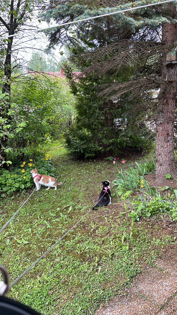 Vilakat terveiset pönttöpartiolta. Vahtivat ettei kukaan vei sinitiaisen poikasia kuusesta ja talitintin poikasia kirsikkapuun pöntöstä. #luontolive #aanekoski