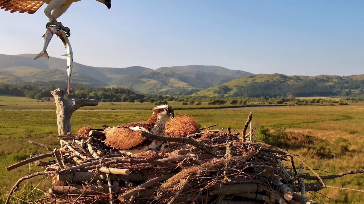 Dyfi Osprey Project tweet media