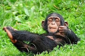 CSICCat's tweet photo. El trabajo proporciona nueva información sobre la diversidad genética y la #filogenia de los primates, importante para comprender y conservar la diversidad de la especie más cercana a la humana, y también ayudará a la conservación de la #biodiversidad https://t.co/y4Ye6DuzZs