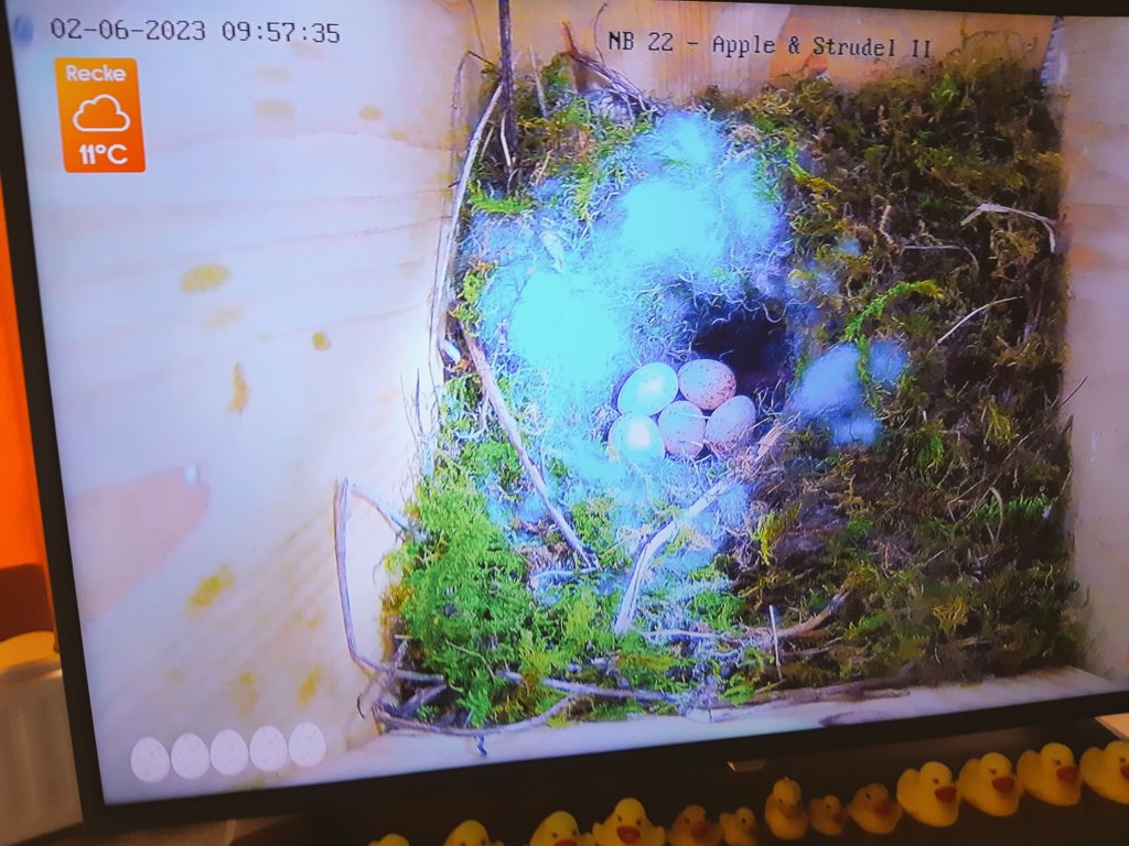 BeertjeBrult's tweet photo. #goedemorgen V #Vrijdag Vandaag de V van #vijf
Gelijk een tweede leg na wegvliegen eerste nest.
Byzondere dag
Veel liefs Erik Heijkoop #Posisoof #Sliedrecht #Rotterdam
@AntwenInz @bekijkhet_nu @vogelnieuws @Omdenken https://t.co/clbuF8xuO8