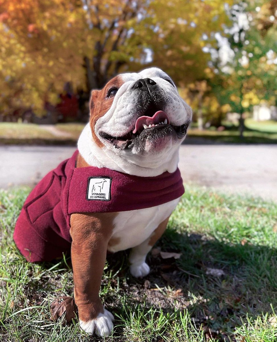 bull_dog_lover9's tweet photo. Gotta makes the remaining 5% pure chaos! 🤣🤣
•⁣⁣⁣⁣
•
 #weneedmoredogs #pupfluencer #reeltrending #reeltrends #trendingaudio #bulldoglife #zoomies https://t.co/SagTnrbZt9