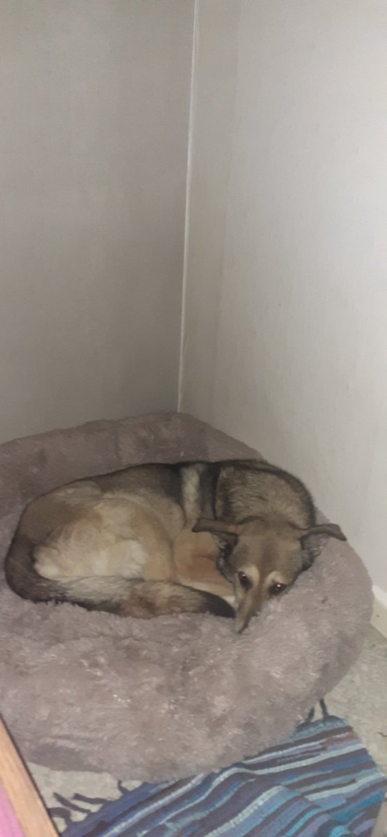 Strasslady's tweet photo. Neues Bett #Dogsofftwitter https://t.co/PkeNAg8aq2