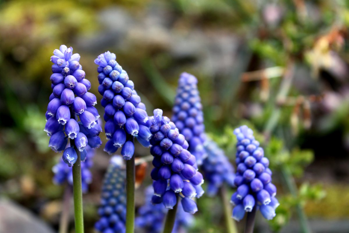 Muscari 🟪
👉 Follow us 😉 to see our daily posts and read our valuable facts  ✅
#hycinth #muscari #grappehyacinth #purplehycinth #natureshots #nature_perfection #spring  #landscapephotography #portraitphotography #plantlife #plantlove #flowers  #plantportrait💐#springvibes🌸