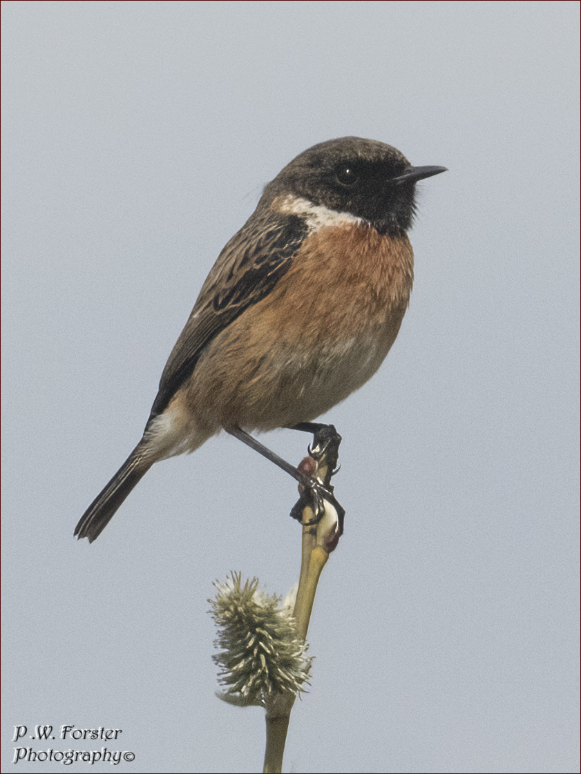 paul230156's tweet photo. Stonechat South Gare recent
@teesbirds1 @WhitbyNats @clevelandbirds @teeswildlife @DurhamBirdClub @TeesmouthNNR @RSPBSaltholme @YWT_North @YorksWildlife @NTBirdClub @WildlifeMag #localbird #ukbirds @BirdWatchingMag #stonechat https://t.co/lb9eUUFZjQ