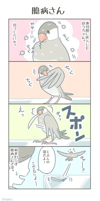 臆病さん。換羽の季節のほうちゃん。  #Buncho #javasparrow #文鳥