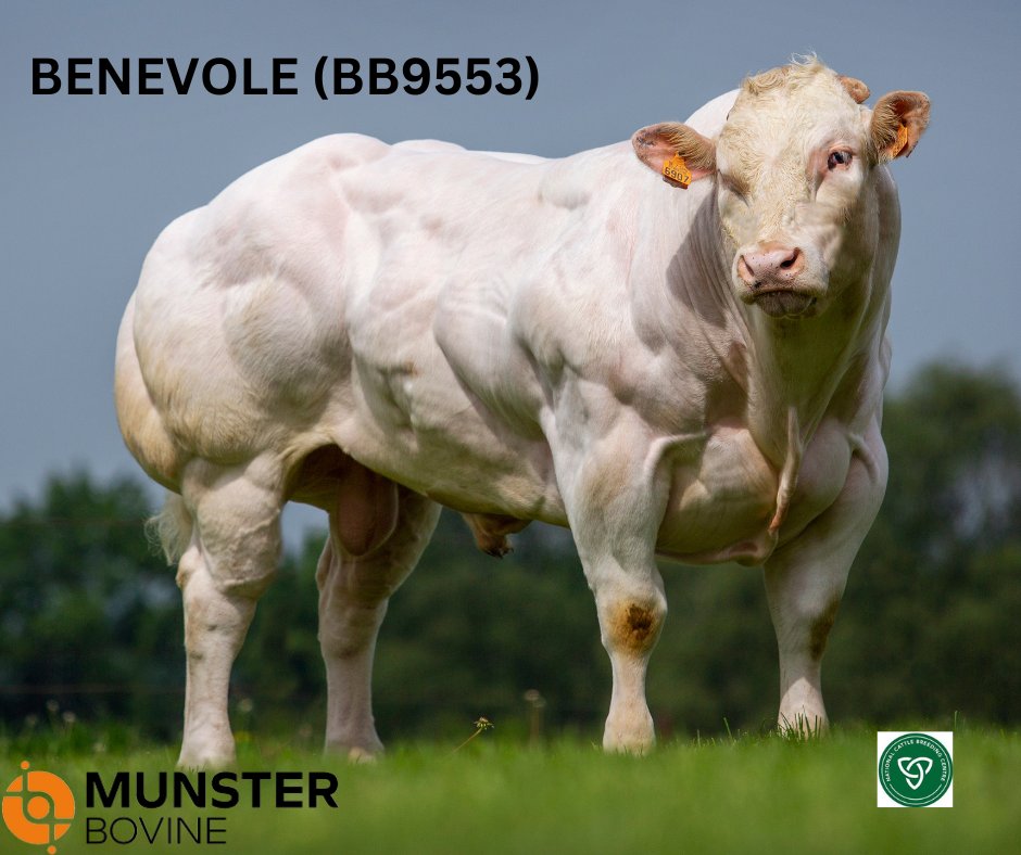 MunsterBovine's tweet photo. Introducing BENEVOLE (BB9553) 🔥

A Superior new sire that will produce you top end weanlings. RED CARRIER. 

Available FEMALE SEXED. Be sure to use Benevole to breed your Roan Show Champions 🔥 
Contact us today for more information.

#Weanlings #Roans #Breedingthebest https://t.co/WDMRmStQIw