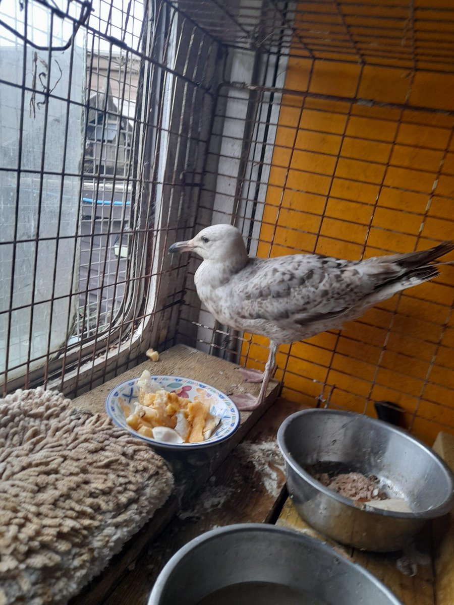 Is there a kind soul out there who can help to transport this sweet little grounded gull from #leeds area to #LinjoyWildlifeSanctuary #burtonontrent
Please can you call 07780742748 urgently & leave a text if there is no response immediately. 
#wildlife #wildliferescue #birds