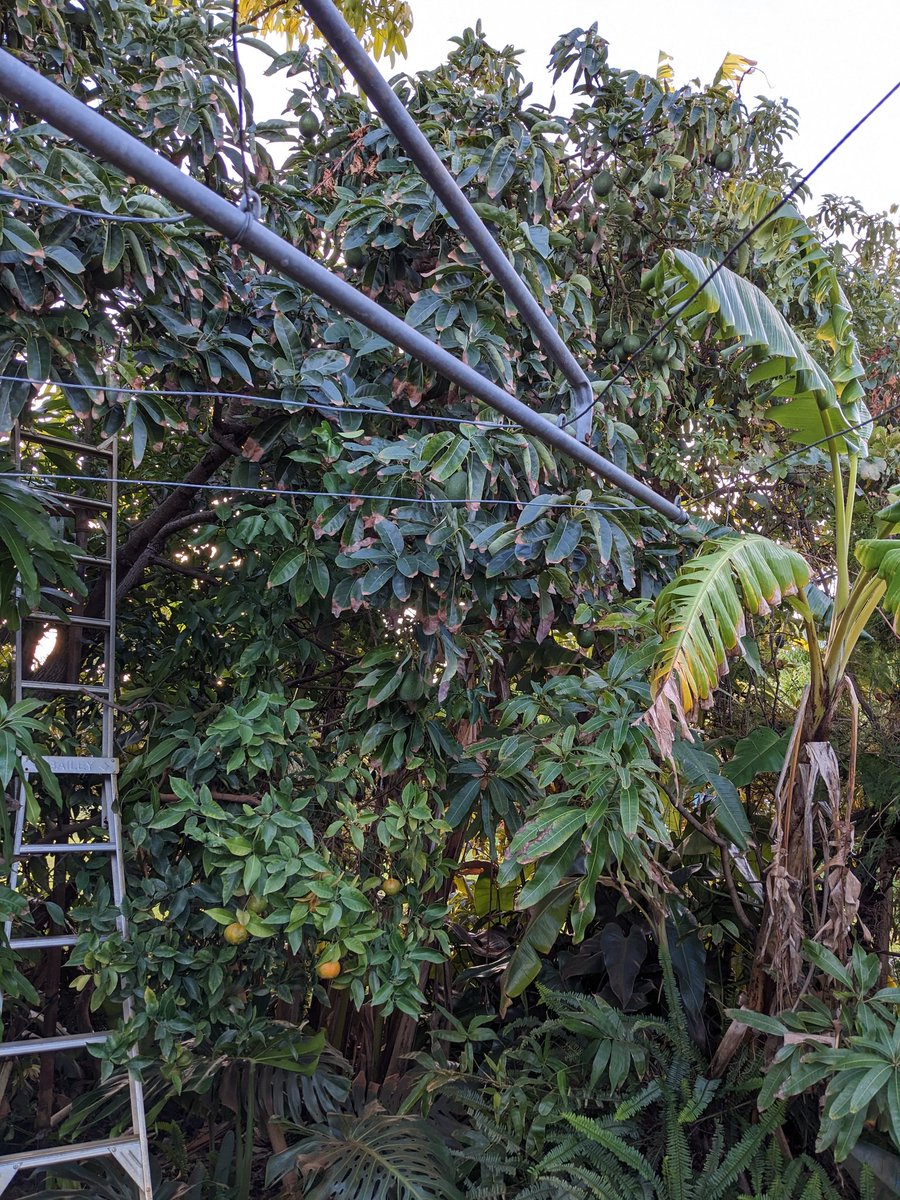 Mango season is well and truly done, sweet creamy mangoes, but I spy avocados! Not my green thumb.