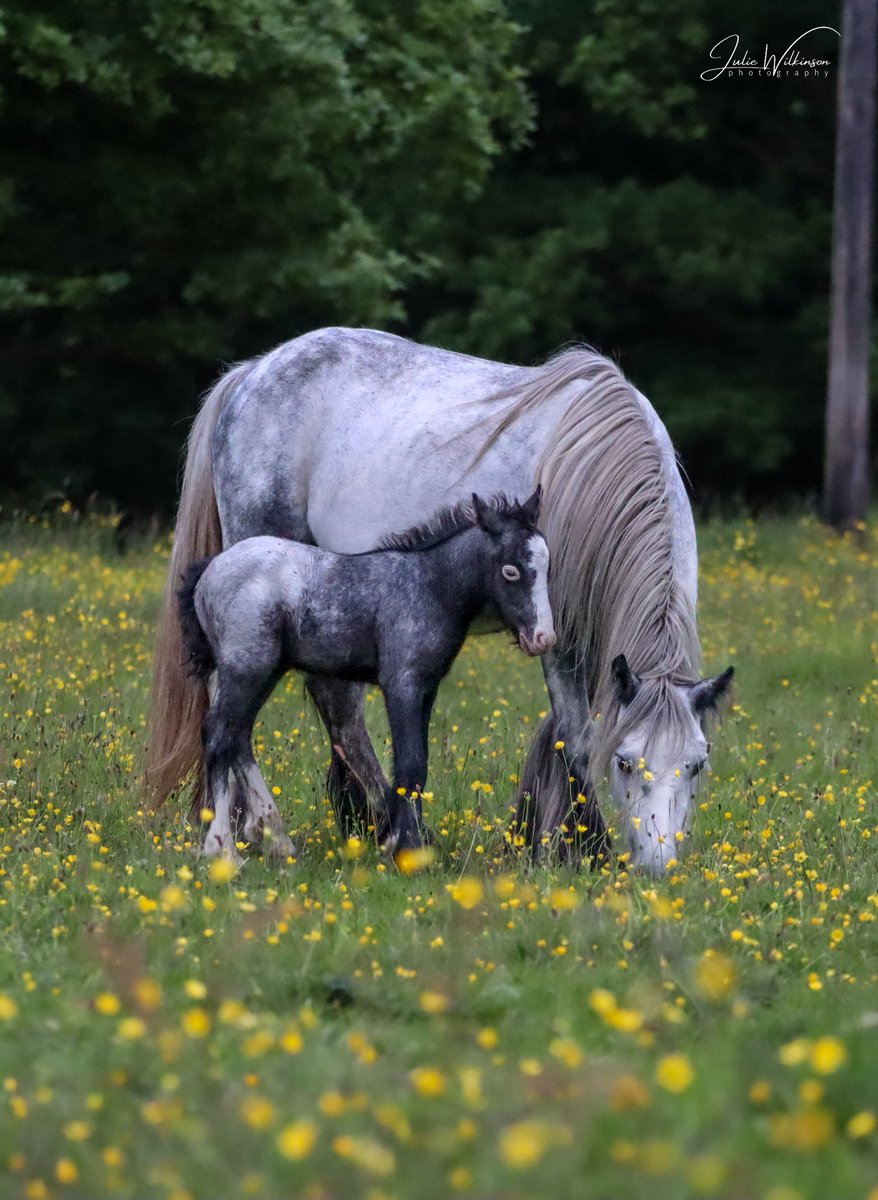 Mother and foal #horse #horses #foal #horsephotography #lovehorses #TwitterNatureCommunity #TwitterNaturePhotography #animalphotography #AnimalLovers