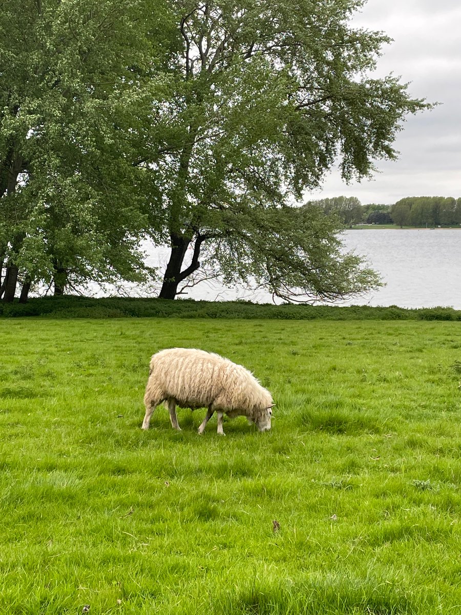 Some nice sheep 
Rutland water grazing
#Daysaway