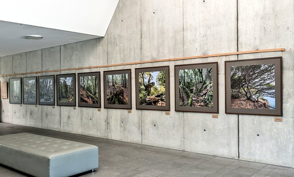 Simbiosi col·labora amb la Setmana de la Natura portant l'exposició de fotografia de boscos madurs "Bells Boscos Vells"al Districte Administratiu de la Generalitat