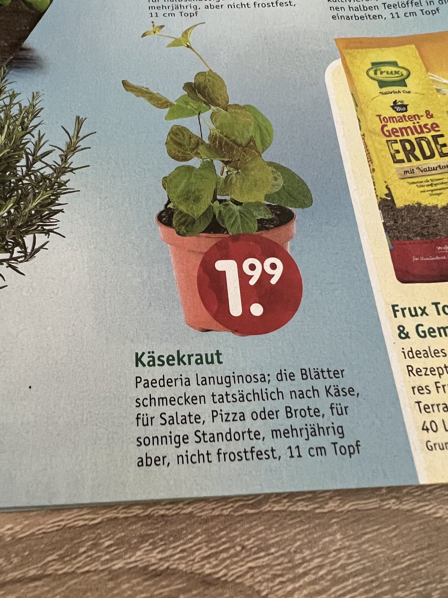 Warum hat man mir das nicht früher gesagt? Also, dass Käse wortwörtlich auf Bäumen wächst? 😅