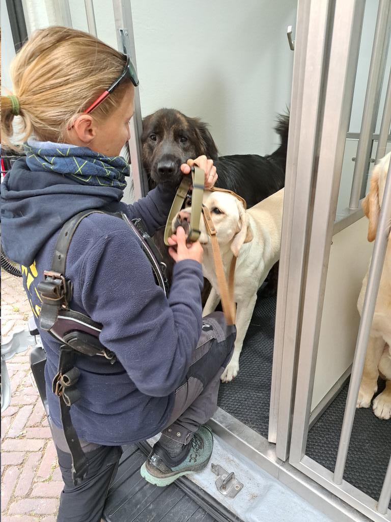 Ursul & Wobke willen allebei graag op pad. Als trainer moet je wel goed opletten dat dit volgens de regels gebeurt #training #geleidehond @KNGFGeleidehond