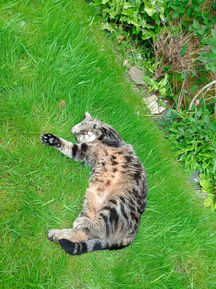 I see nothing on my #Hedgewatch today 😹😹  Have a wonderful day furriends 🌳🐾💚
PS can't do #hedgewatchcafe or anything else that requires backgrounds as can't receive or send DM's 😞😞
#jellybellyfriday
