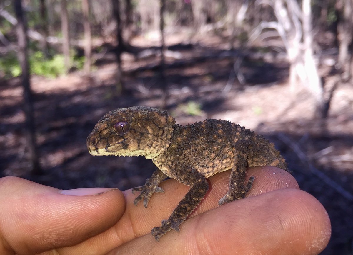 The spiny knob-tailed gecko (Nephrurus asper) is a fierce but tiny predator found in rocky outcrops and woodlands of Queensland, Australia. These geckos are found in a range of colours and patterns from deep reds to banded individuals!