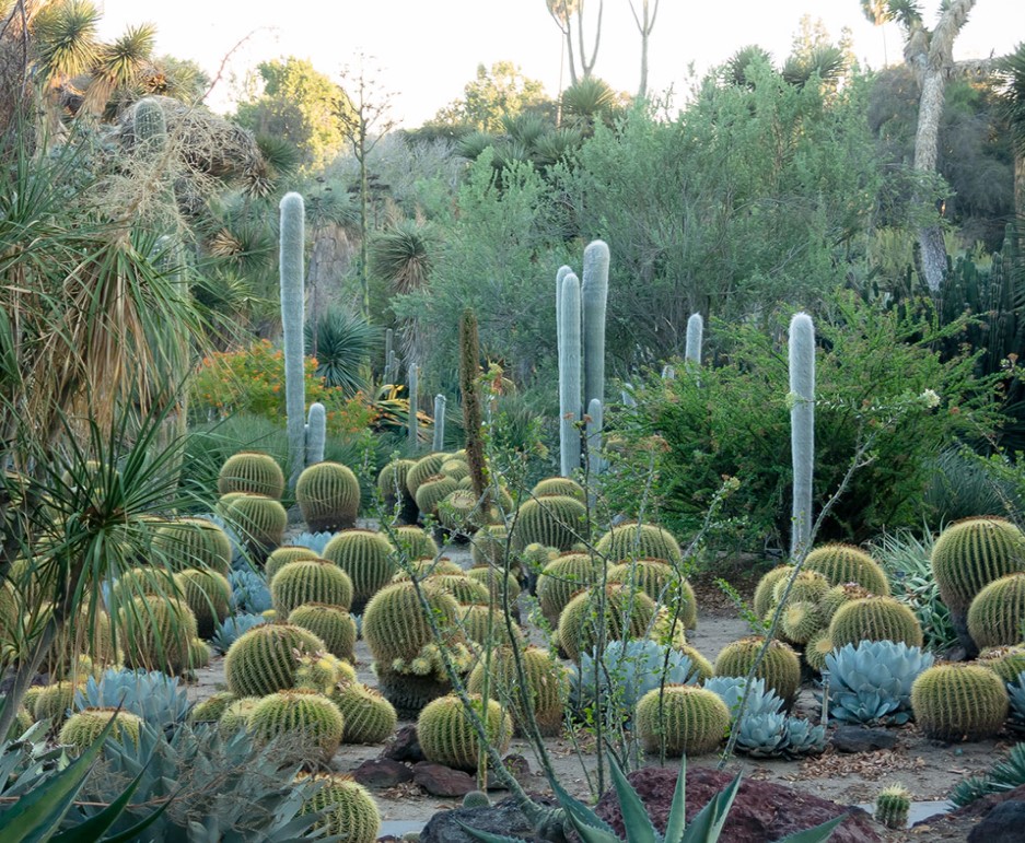 #cactus #cactusgarden #gardens #gardening #garden #cactuslover #nature #plantas #vegetables #photo #foto #fotografia