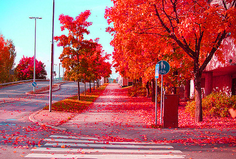 NikkiDale's tweet photo. Autumn Red, Denmark #AutumnRed #Denmark https://t.co/y1Fd87ujK2 https://t.co/dogFFHuNJs