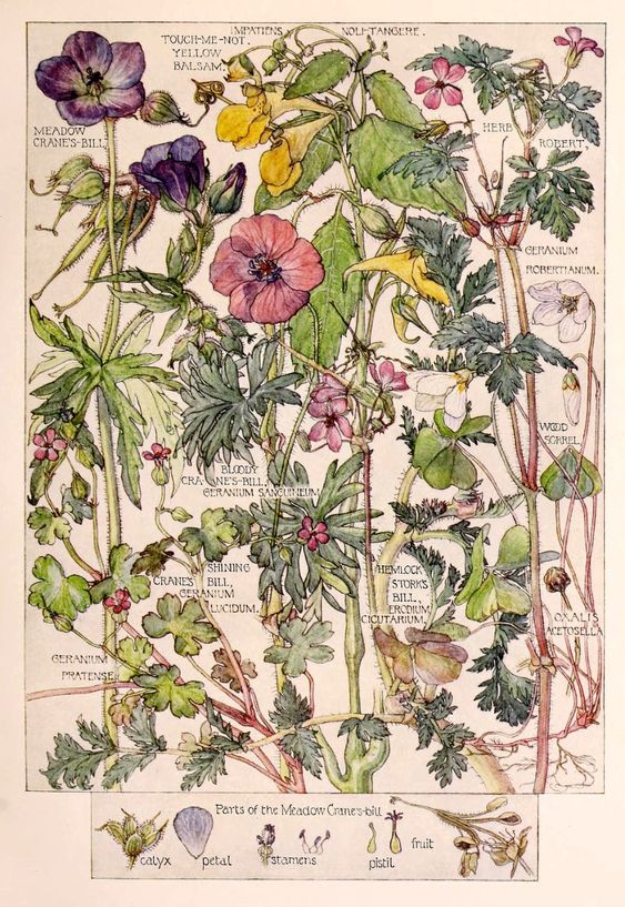 British Gardening History on Twitter "More early summer beauty from
