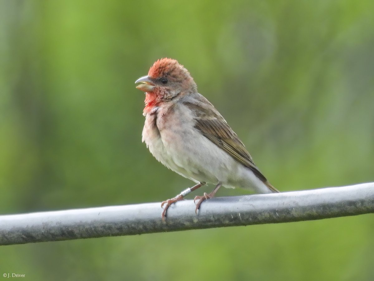 After examination of various photos showing the COMMON ROSEFINCH ring at Kendal, kindly sent to me by photographers or uploaded to Twitter, and detective work from Pete Marsh we now know from @_BTO that the bird was ringed on Fair Isle as a 1st summer male on 13.06.2022.