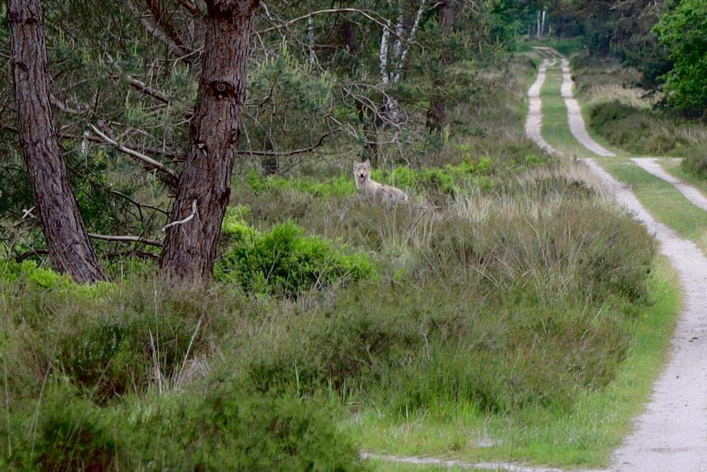 Ik sta te trillen op m’n benen. In de categorie ‘dit overkomt je (hopelijk!) maar één keer in je leven’: we zijn zojuist bijna ondersteboven gelopen door een wolf. Die zat achter een haas aan en had ons niet gezien. En ik weet wie vervolgens heviger schrok, die wolf of wij... 🐺