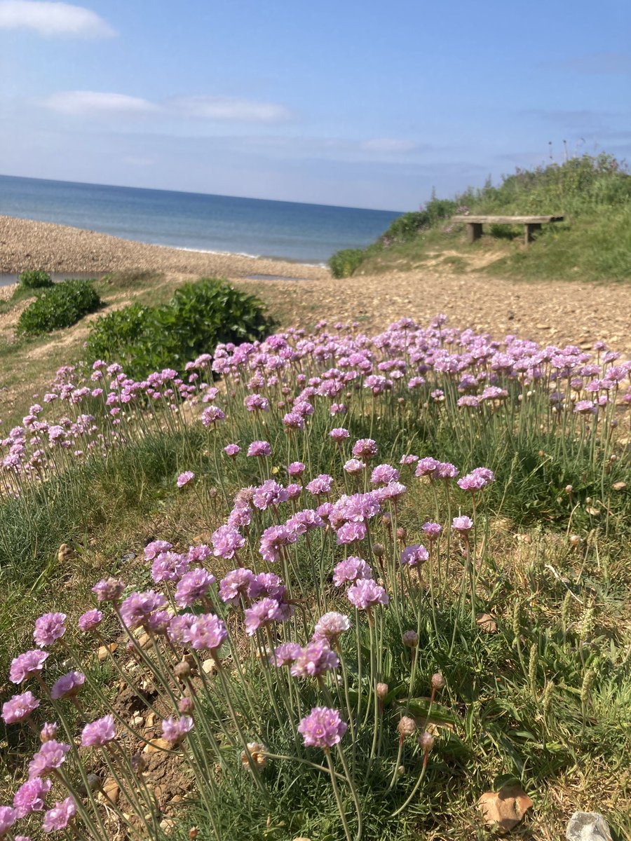 foodgrower's tweet photo. A morning #forage yesterday for #seabeet and #borageflowers from@our campsite. Then onto #colwellbay by bike for a #crabsandwich with a view and relax on the #beach #isleofwight #campervanadventures https://t.co/EGvRaA2j58