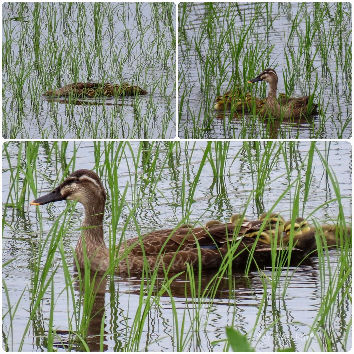yumeasutw's tweet photo. #カルガモ親子 がやって来た
🦆🐤🐤🐤🐤🐤🐤🐤🐤🐤🐤🐤🐤
水田にカルガモの親子を発見👀💕
実際に親子の姿を見るのは初めてです🎵
もしや先日カルガモは、子育ての場所の下見だったのかな🤔
母鴨に子鴨がぴったりくっついて泳ぐ姿が愛らしいです。
#軽鴨
#野鳥 #bird #pic0601
#a2023 #a0602 #a202306 https://t.co/UXFvsDl7Sr
