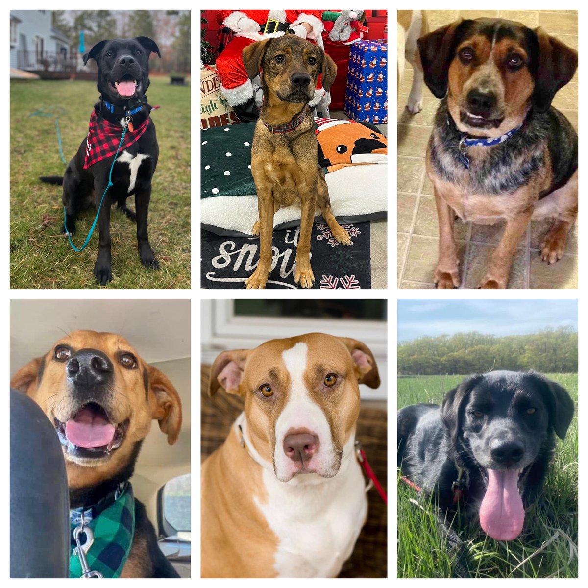 6 dogs available for adoption who each have wonderful qualities and some quirks. Bios at survivortails.org 
Email: adoptions@survivortails.org
Meet Leo, Davis, Chester, Biscuit, Jolene &amp; Wyatt