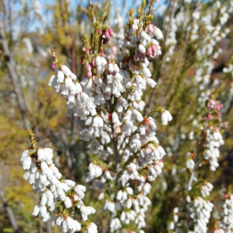 Today is #FloraFriday and we share an observation of a Portuguese Heath (Erica lusitanica or Urze-lusitana in portuguese), spotted in Paul de Toirões rewilding area.

Have you already seen one of these before? 💮

📸 Sara Aliácar / iNaturalist