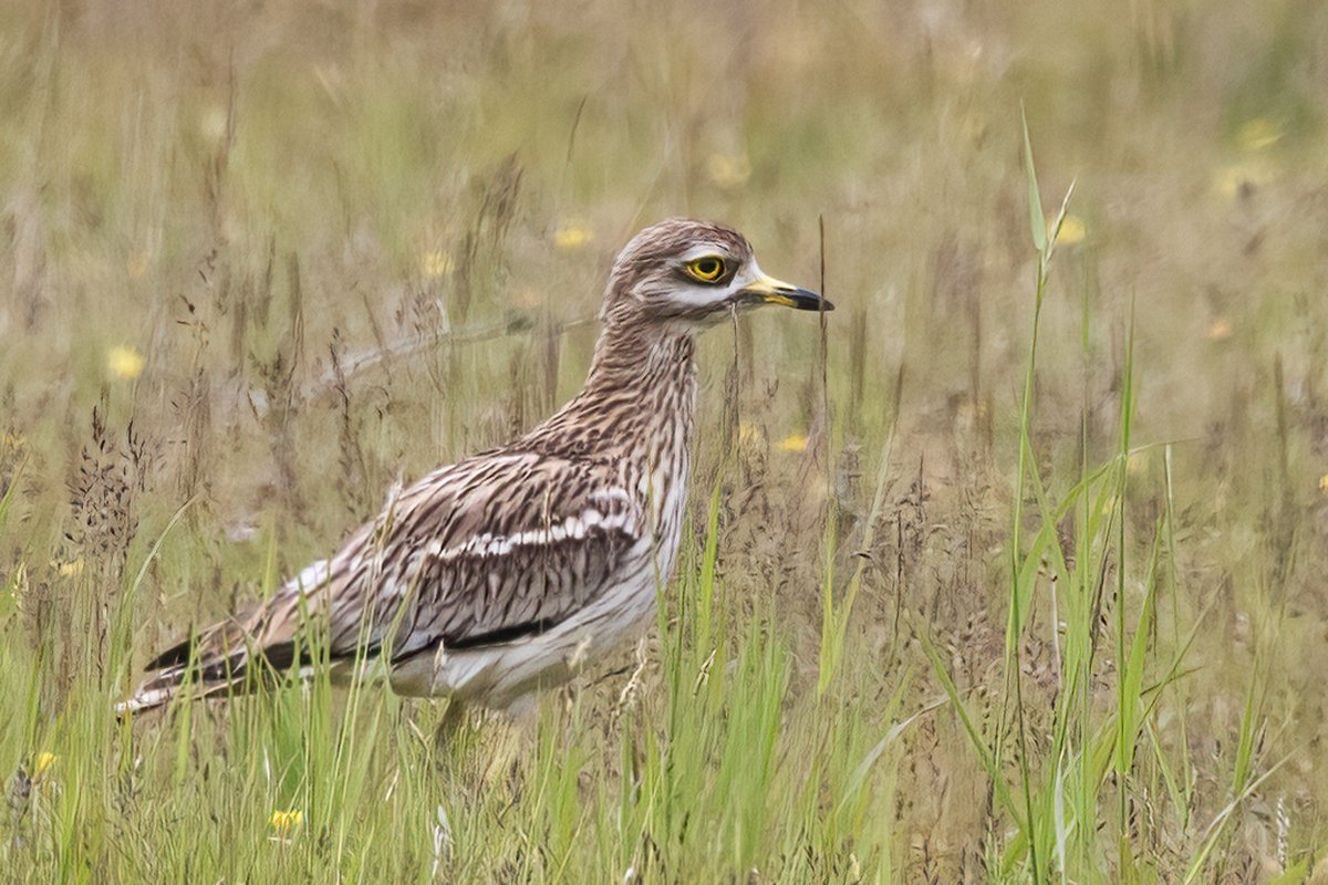 A lovely Stone-Curlew, taken in Suffolk yesterday morning