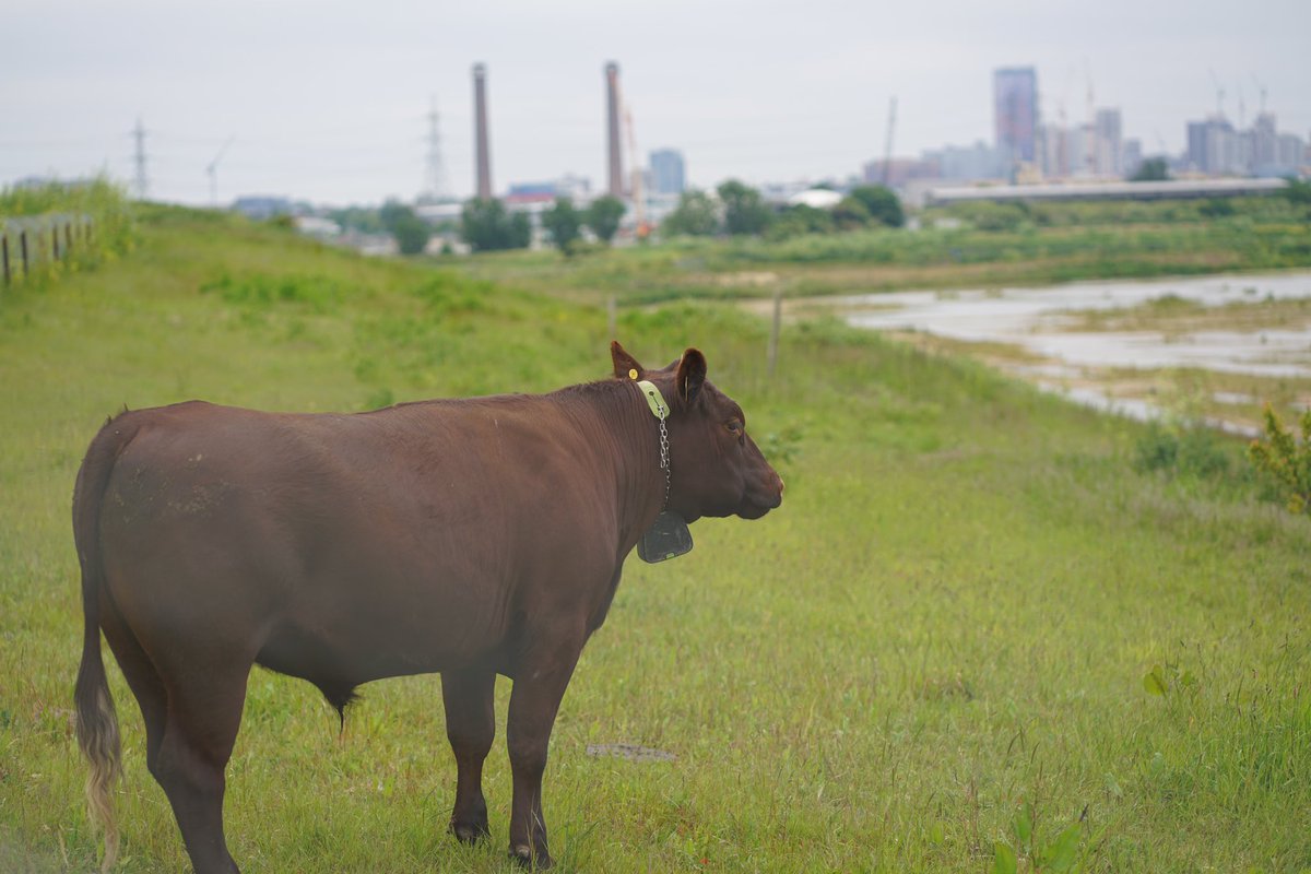 There’s a place just at the fringes of Croydon that technically isn’t a #greenspace (according to maps) but it has plenty of grassland and even a few cows. 
It also has a rather impressive view of the #Croydon skyline