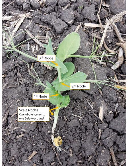 Staging Peas? Start by finding the scale leaf nodes - there are always 2 at the base of the plant. They may be above or below-ground and might develop branches. Don't include them when staging. From there, count unfurled leaf nodes - those are the 'true leaf nodes'