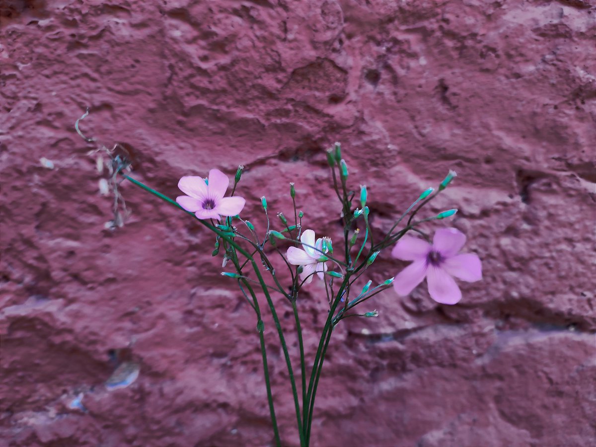 Ben seni kötüleyemem hiç.
Çiçekli bir yol vardı, yürüdüm derim.
Ayaklarıma dikenler battı ama her
ormanda olur böyle şeyler derim...

Cahit Zarifoğlu
