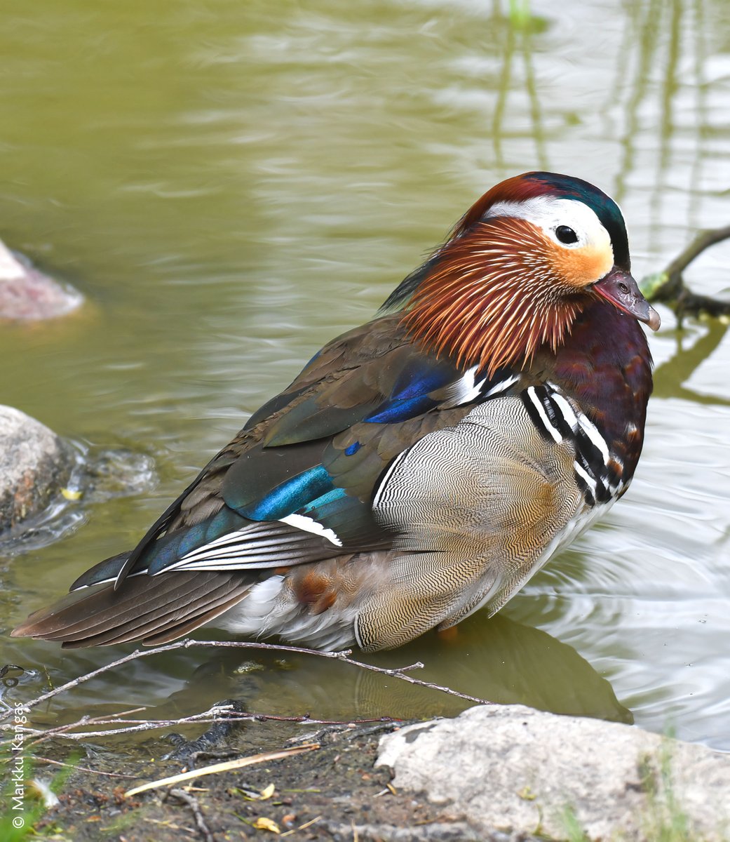 Lintulammikon värikäs piriste
#mandariinisorsa #suomenluonto #linnut #kevät #helsinki