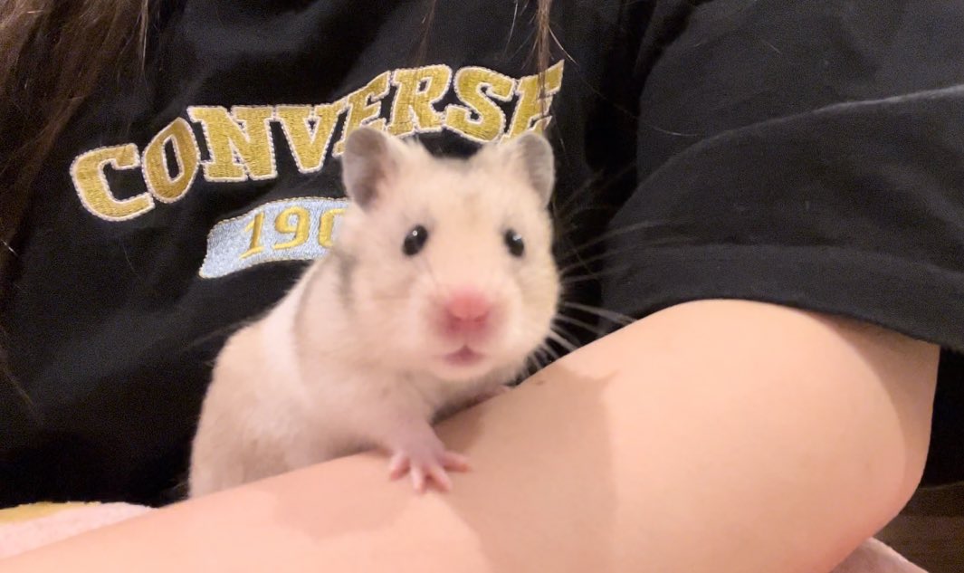 hamha_m06's tweet photo. 寝る前のふれあいタイム🐹

#ゴールデンハムスター
#ハムスター https://t.co/3ZRfGCCZLn