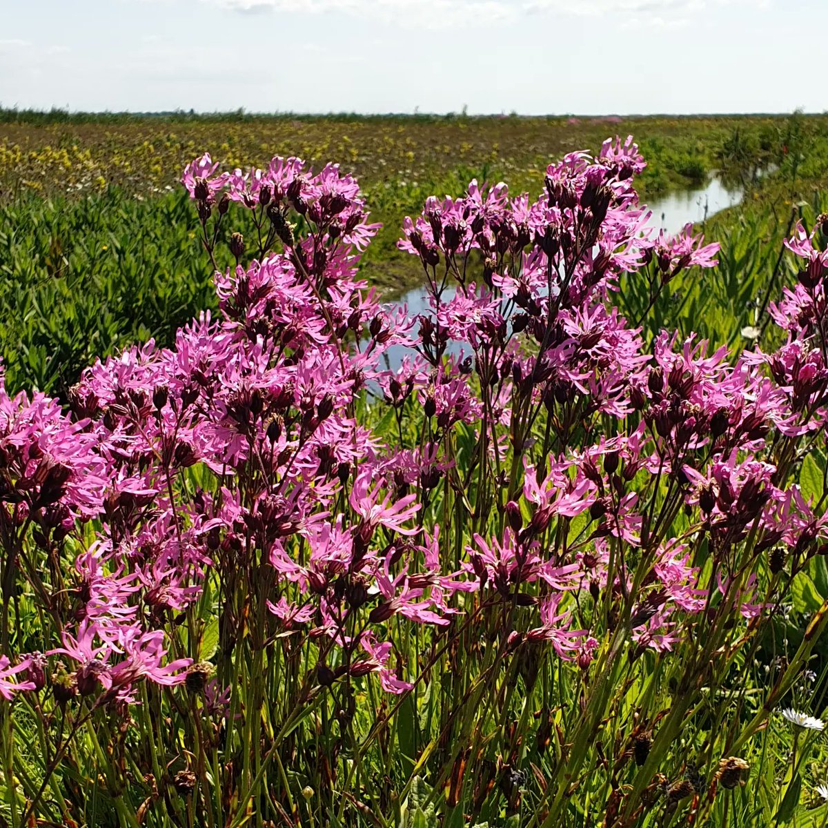 sqramjan's tweet photo. #Workumerwaard #weidevogels #peilbeheer #itFryskeGea https://t.co/prNDTggTME