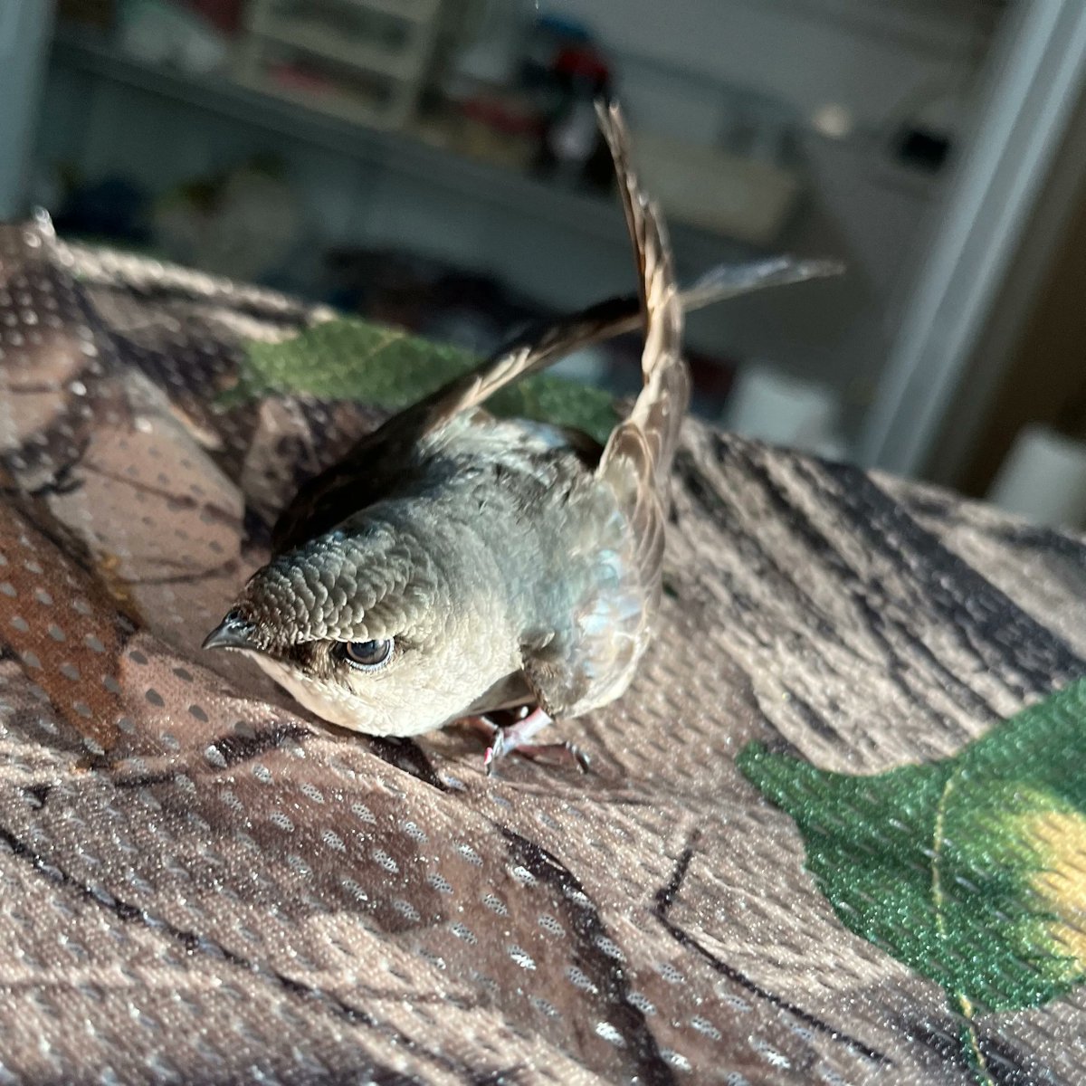 birdcentermi's tweet photo. This #ChimneySwift was brought to the BCM after suffering a window collision. Unlike many #birds, swifts are only able to cling to vertical surfaces. As a result, specialized care and enclosure formation is required to provide successful rehabilitation. #BirdsSeenIn2023 https://t.co/cxtCJug7bq