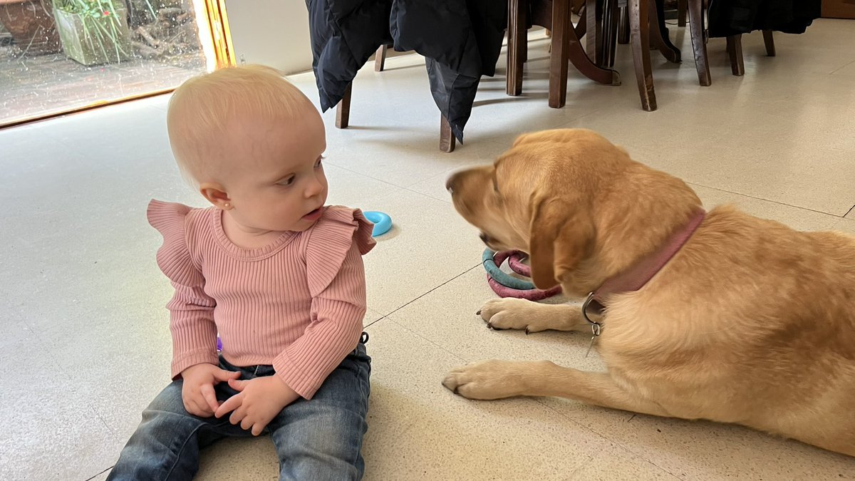 majogm's tweet photo. Soy de la teoría de que todos los niños deberían crecer con un perro. 
Con un perro aprendes de lealtad, diversión, generosidad, responsabilidad, a transitar despedidas tempranas y sobre todo, un perro te enseña lo que significa la amistad incondicional. 
💙 🐶 https://t.co/Drb5P5Fu7m
