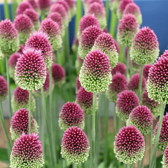 I love both of these guys and I've always wanted to do a mass planting of them somewhere. The bloom times line up almost perfectly, so it would be kind of a one-and-done display, but a knockout I think. (Echinacea purpurea 'green twister' and Allium sphaerocephalon)