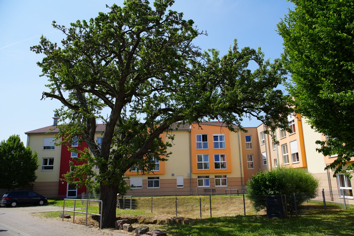 KreisGER's tweet photo. Gerade zurück von einer Foto-Tour zu ausgesuchten Naturdenkmälern im #KreisGER. Dazu gibt es in KW 24 ein Special im #Kreisjournal. Hier mal einige Impressionen aus #Lingenfeld, #Westheim, #Rülzheim und #Minfeld. Schönes Wochenende ... #GER4Future https://t.co/YfW2PXGrDE