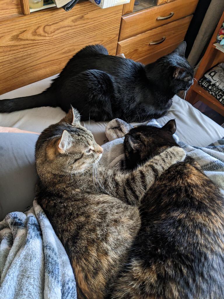 allsshiny's tweet photo. @hankgreen My sister’s sweet, little crew. ❤️ https://t.co/RhyrVV6GyO