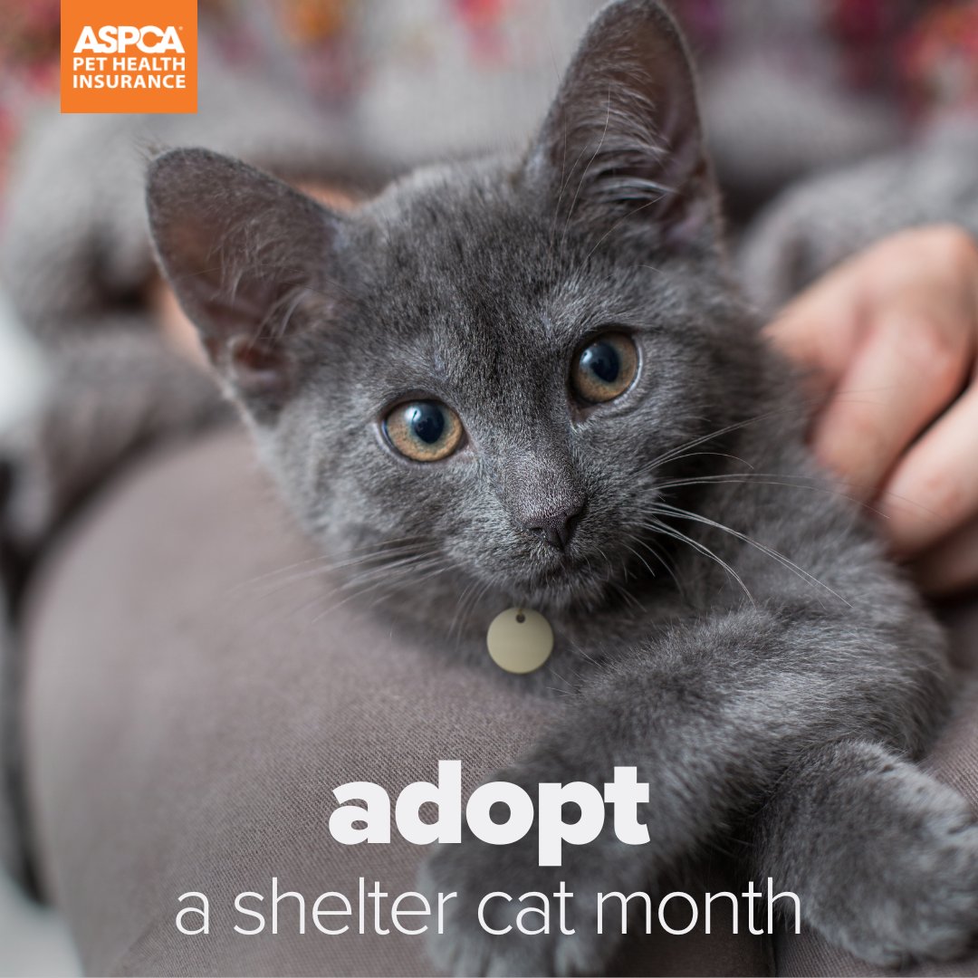 Did you adopt a shelter cat? Tell us about them in the comments! Happy #AdoptAShelterCatMonth 🐱

#Pets #Cat #PetInsurance #ASPCAPetInsurance