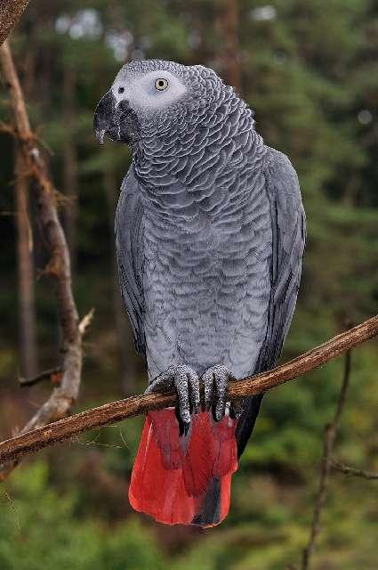 Polizei_GOE's tweet photo. ➡ Sprachgenie Ricki hebt ab - #Graupapagei 🦜 seit Dienstag vermisst

📍 #Rhumspringe , Karlstraße (Landkreis Göttingen)

🔹Seit letzten Dienstagnachmittag (30.05.23) wird Graupapagei Ricki aus Rhumspringe vermisst.

Hinweise an ☎ 05527/8461-0
PM: https://t.co/mUDzvWox5V https://t.co/qYdxRDWy4T