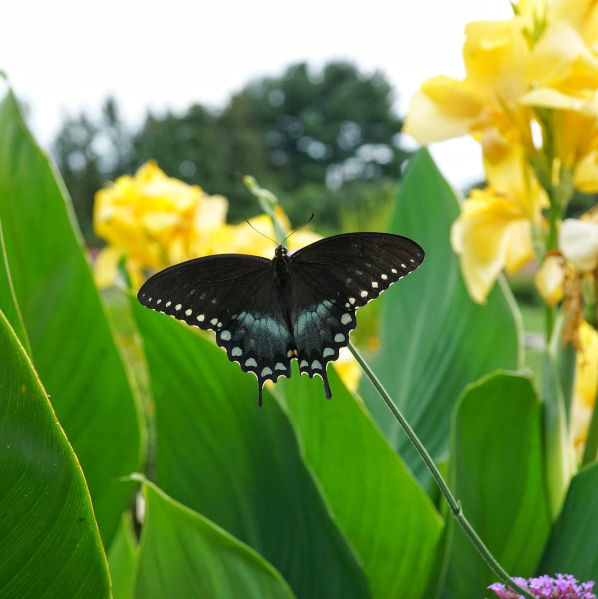 KarissasKapture's tweet photo. Is it butterfly season yet....? 🦋

#KarissasKaptures #RutgersGardens #Butterfly #SimplyNJShots #NJShooterz #summervibes #summerinNJ #FlashbackFriday #wildlifephotography #Wildlife #NewJersey https://t.co/byEcFLlSwo